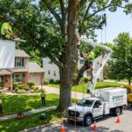 tree services buffalo ny,