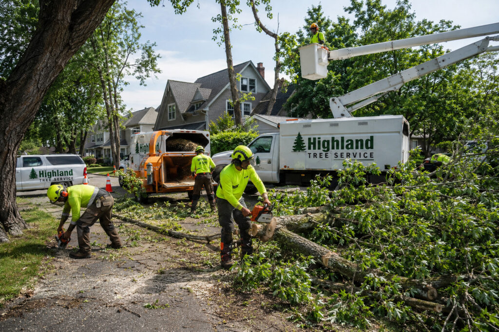 tree services Company in Buffalo NY