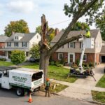 Tree removel service