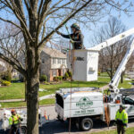 tree trimming buffalo ny