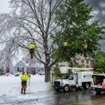 Tree Care Buffalo NY