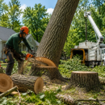 Tree Removal in Buffalo