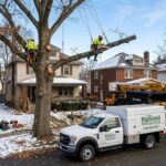 Tree removal service