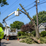 Tree Removal