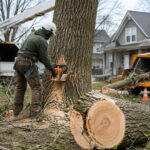 Tree Removal