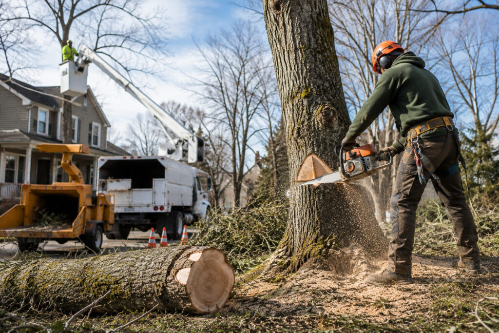 Tree Removal