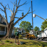 Tree Removal Service