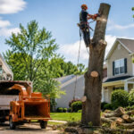 Tree Service Companies