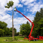Tree Service Company in Buffalo