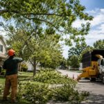 Tree Trimming