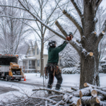 Tree Removal