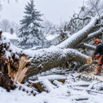 emergency tree removal Buffalo NY